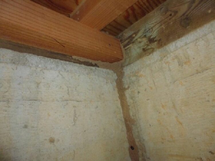 シロアリの発生時期は「夏」だけではない！冬も油断できない理由とは？