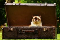 スーツケースの鍵を紛失してしまったら！？鍵がなくても開ける方法