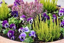 ゼロから自分で庭作り｜かんたん花壇造りと植物・砂利の選び方