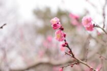 梅の木の剪定はいつやればいいの？その時期と梅の木の剪定方法とは