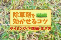 除草剤の散布時期・タイミングは？効果的な使い方を徹底解説！