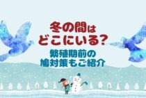 鳩は冬になるとどこへ行く？厳しい冬を乗り越える鳩の姿を追う