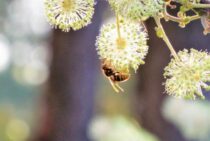 キイロスズメバチは越冬する？ 冬の蜂の巣の中にいる危険性