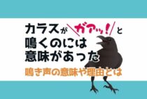 カラスの鳴き声には意味があった！カラスが異常に鳴く時は鳴き声の種類に注目しよう