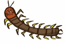 ムカデが巣を家の中につくることはある？ムカデが大量にいるワケ