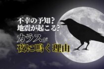 【鳥の雑学】カラスが夜に鳴く本当の理由！不幸の知らせではない！？
