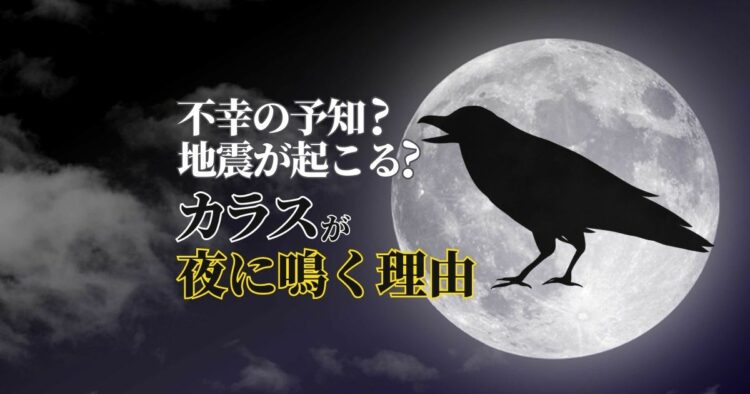 【鳥の雑学】カラスが夜に鳴く本当の理由！不幸の知らせではない！？