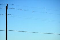 被害に遭ってからだと追い出すのは困難！鳥よけは事前対策がキモ！