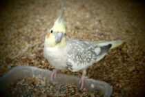 ペットのインコや小鳥の火葬でお骨を残したい…火葬式について
