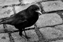 日本でよく見られるカラスは２種類！くちばしの特徴で見分けられます