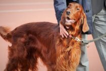 愛犬の死亡届は必ず提出すること。もし提出しなかったらどうなるの？