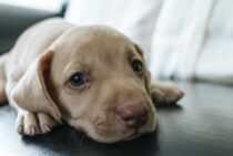 犬の骨にまつわる縁起のはなし。ペットと飼い主にとってよい供養とは