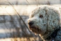 犬のお悔みの贈り物はお花がおすすめ。ペット供養に関する知識を解説