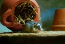 【殺鼠剤と冬のネズミ】ネズミは冬眠しているだけ？ 駆除の落とし穴