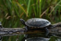 【亀の火葬方法】土葬をお考えの飼い主にも知って欲しい火葬について