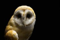 ペットを剥製にするのってどうなの？そのメリットや方法とは……