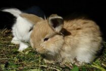 ペットうさぎの平均寿命は約8年！長生きの秘訣は正しい飼い方にある