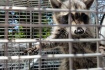 有害鳥獣駆除には資格が必要！取得方法や許可の取り方を知って法律を守った対処をしよう