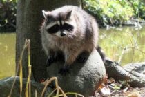 アライグマに天敵はいない！？日本を守るために人間が立ち上がれ！