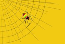 ハエトリグモが益虫と呼ばれるのはなぜ？駆除しないほうがいい？