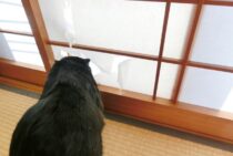 可愛いけど勘弁してほしい！猫が障子を破ってしまう理由と対策方法