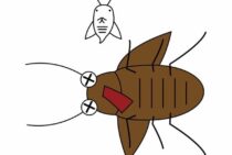 【意外に早死です】ゴキブリの寿命は短いが、途絶えることのない理由