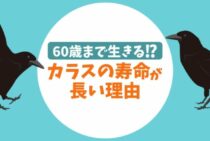 カラスの寿命は意外と長い！カラスにも長生きの秘訣はあるのか？