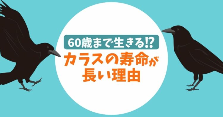 カラスの寿命は意外と長い！カラスにも長生きの秘訣はあるのか？