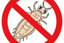 スーパー南京虫は薬剤に耐性をもった虫｜被害が増大する理由と対処法