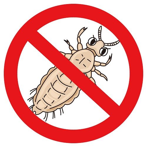 被害が増大中？！スーパー南京虫の特徴と駆除方法について紹介