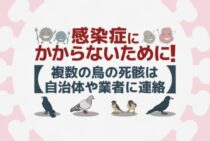 野鳥の死骸を処理する前に状況確認！鳥インフルエンザを持つ可能性も