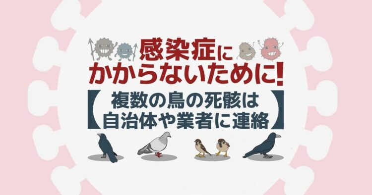 野鳥の死骸を処理する前に状況確認！鳥インフルエンザを持つ可能性も