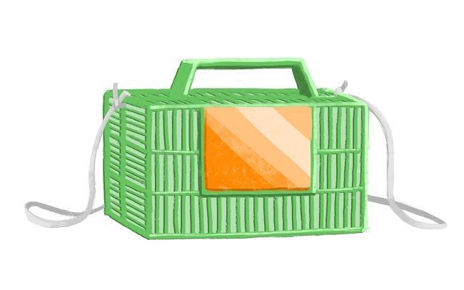 三葉虫にも似ている？ペットとしても飼育されるサツマゴキブリとは