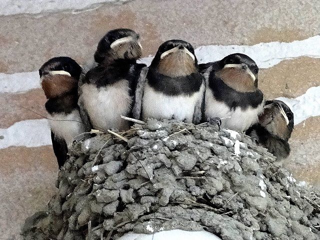 鳩に巣をかけられる前が対策時！巣を作られていたら…何が危険なの？