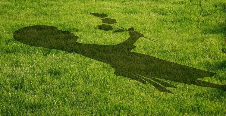 芝刈りの時期はいつが最適？芝の品種ごとに時期は変わってきます！