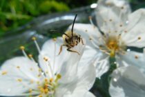 蜂の巣の駆除は役所にしてもらえる！申請の流れと確認すべき注意点
