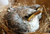 ハトは巣を作られる前に対策する！キジバトも例外ではありません