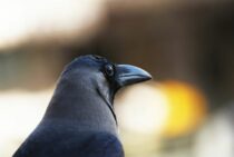 カラスはお葬式をする生き物？カラスの死骸にほかの仲間が集まる理由