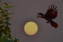 おもなカラスはこの2種類！ハシブトガラスとハシボソガラスって？