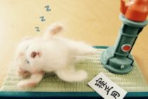 畳の消臭方法3選！においがつく原因や普段からできるお手入れ方法も