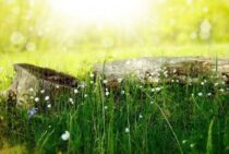 雑草対策は「草の種類」を知ることから！厄介な草の種類を徹底解説