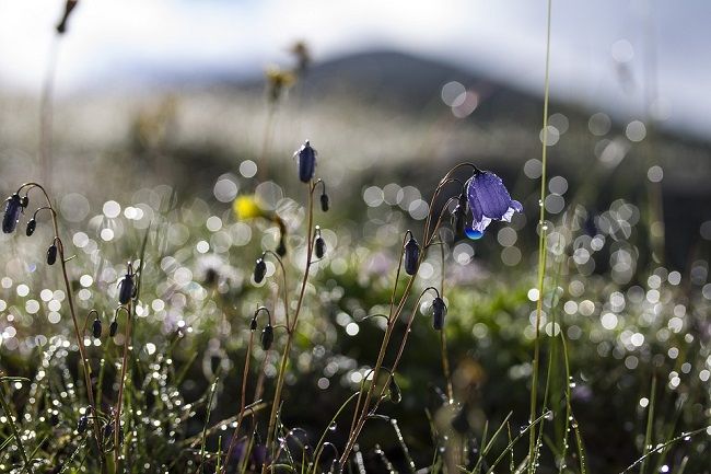 もう雑草に悩まない！雑草の名前や特徴を知って効果的に除草しよう！