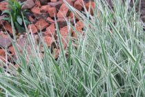 草抜きを便利にするおすすめの道具を紹介！雑草は根っこの除去がコツ