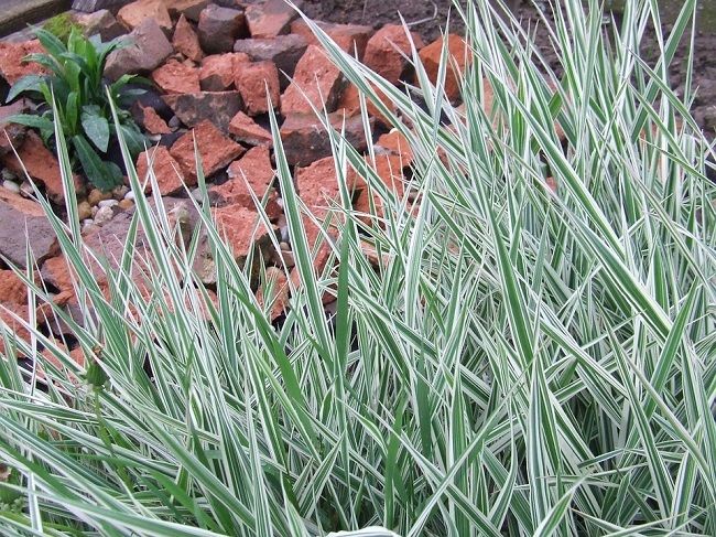 雑草を抜くのは大変！便利な道具や抜き方のコツを押さえて楽に作業