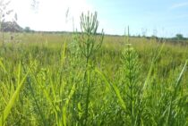 スギナ対策はプロでも厄介！庭の芝生や植木を守るのに欠かせない知識