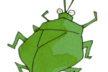 カメムシが人を噛む？あのにおいの秘密とカメムシ対策方法！