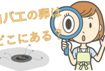 コバエの卵はどこにある？卵を駆除してコバエの発生を防ぐ方法