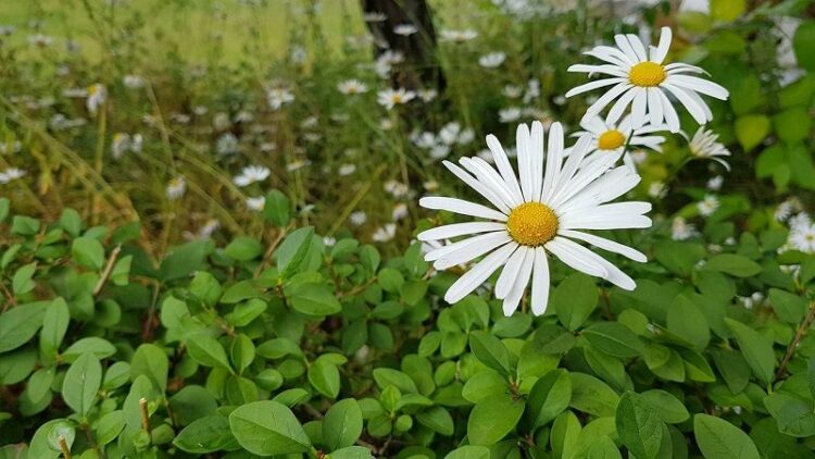 厄介な庭のカタバミの除草方法について！またその特徴もご紹介