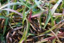 ムカデが生き抜くのは弱肉強食の世界。ムカデを捕食する生き物とは