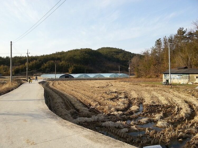 田んぼの雑草に要注意！豊かな実りを守るために今からできる対策